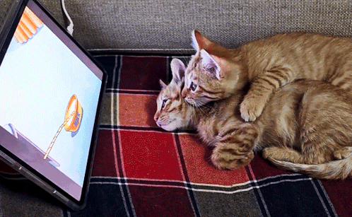 Cat Watching Tv GIF