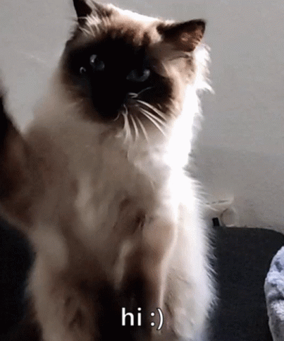 Cat Wave GIF