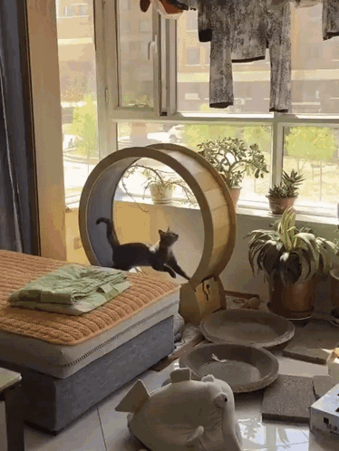 Cat Wheel Tumbling GIF