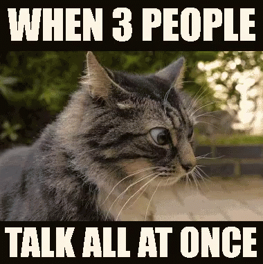 Cat When Three People Talk At Once GIF