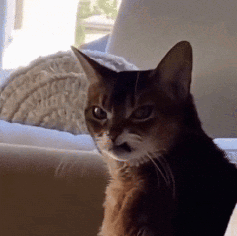 Cat With Wiered And Cute Reactions Rewar GIF