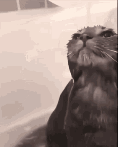 Cat GIF