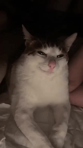 Cat GIF