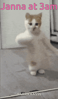 Cat GIF