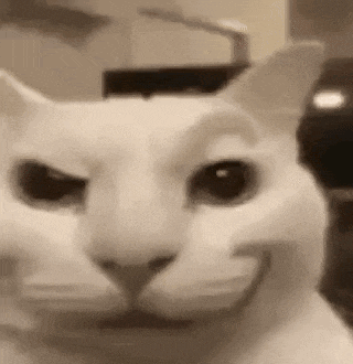 Cat GIF