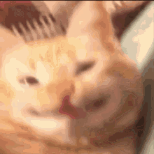 Catcheesin GIF
