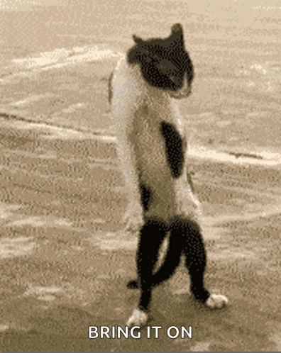 Catdance GIF