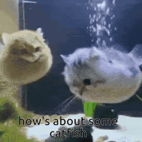 Catfish GIF