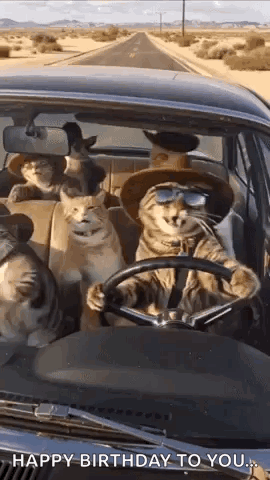 Cats Car GIF