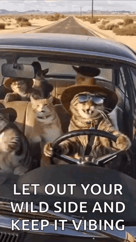 Cats Car GIF