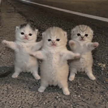 Cats Cat Meme GIF