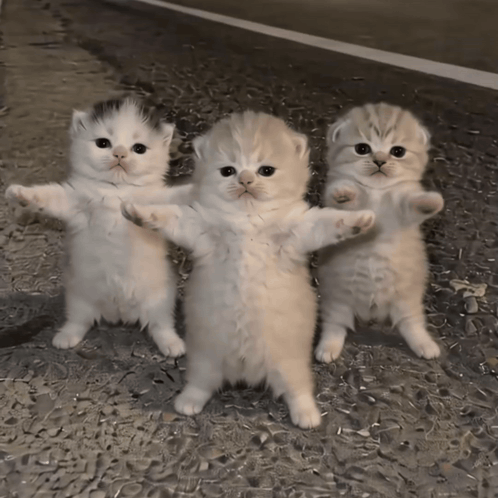 Cats Cats Dancing GIF
