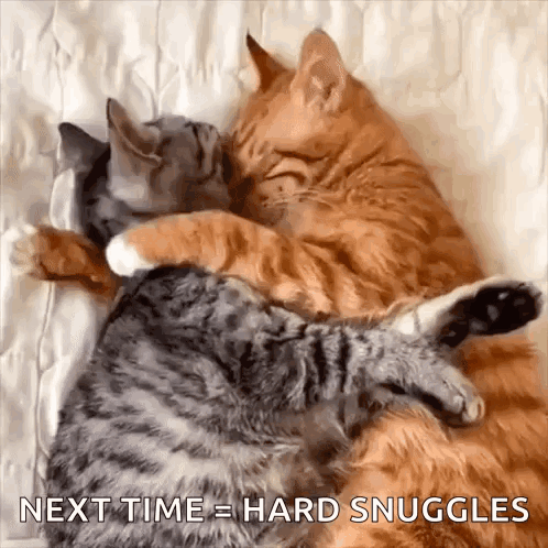 Cats Cute Cat GIF