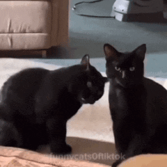 Cats Dancing Black Cat GIF
