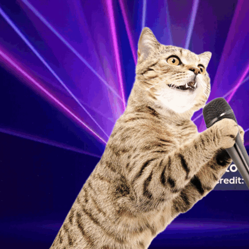 Cats Dancing Cat Meme GIF