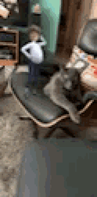 Cats Dancing4cat GIF