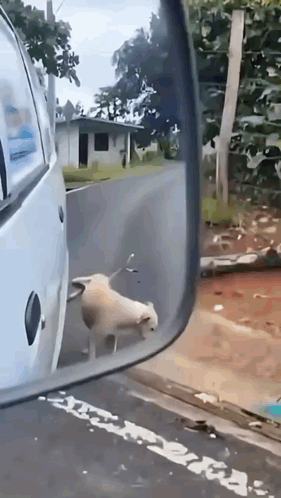 Cats Driving A Suv-1 Cats Driving Car GIF