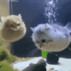 Cats Fish Cats GIF