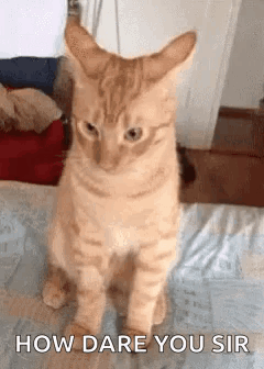 Cats Funny Animals GIF