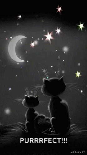 Cats Goodnight GIF