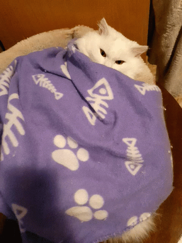 Cats Kittens GIF