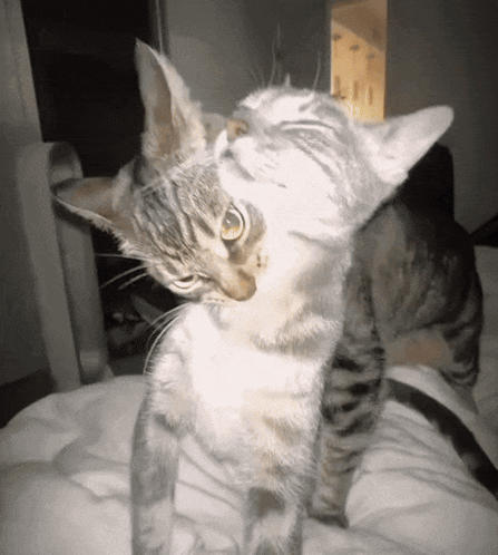 Cats Kitties GIF