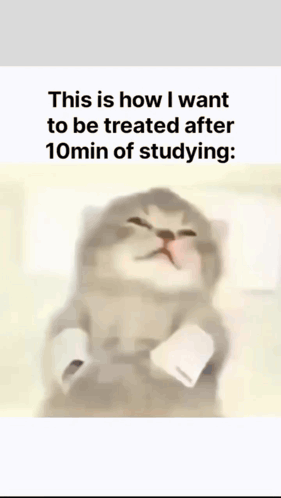 Cats Kitty GIF
