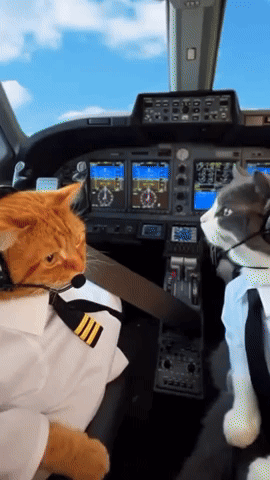 Cats Pilots GIF