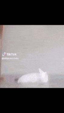 Cats Silly GIF