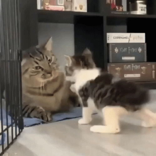 Cats Slap Slap GIF
