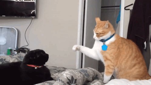 Cats Slap GIF