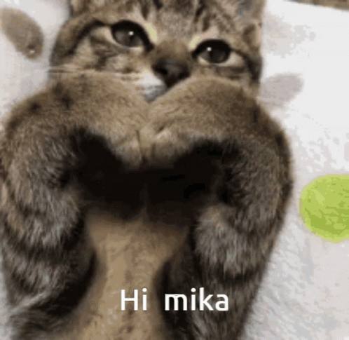 Cats GIF
