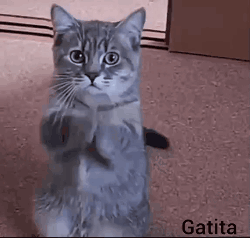 Cattalove GIF