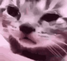 Chat Tears GIF