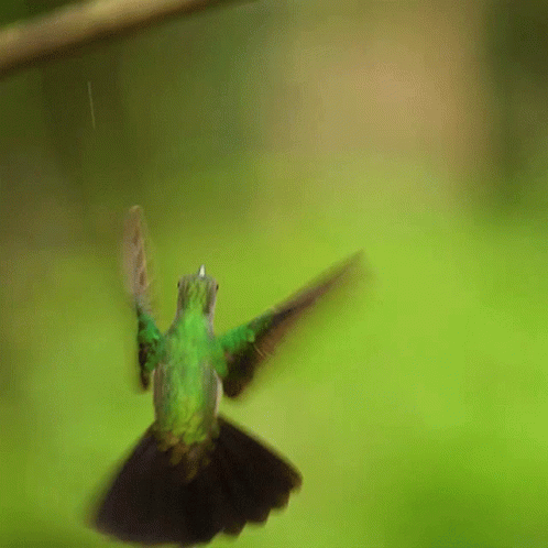 Checking The Area Rufous Tailed Jacamar GIF
