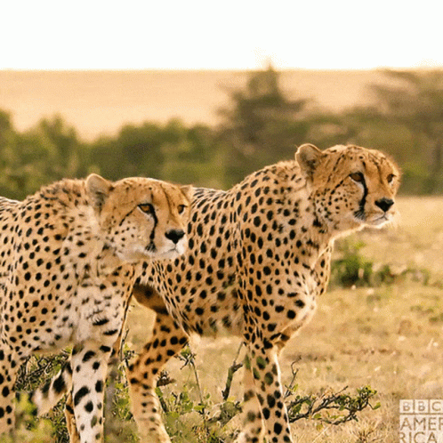 Cheetah Cub GIF