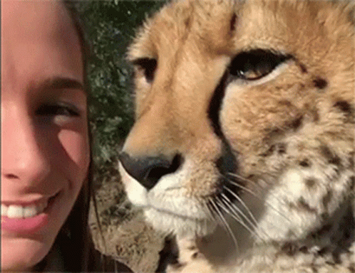 Cheetah Love GIF