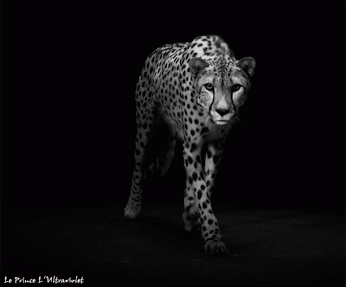 Cheetah Sneaking GIF