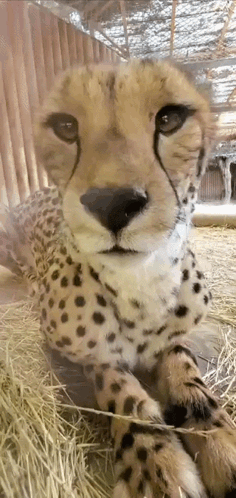 Cheetah Stare GIF