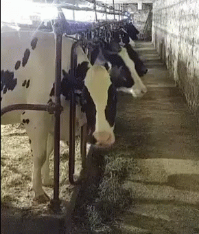 Chewing The Cud Cow GIF