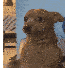 Chiguagua Sticker