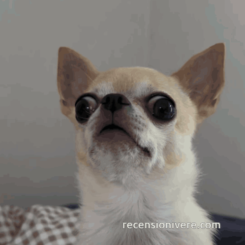 Chihuahua Cane GIF