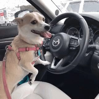 Chihuahua Driving GIF