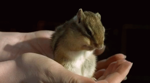 Chipmunk Hand GIF