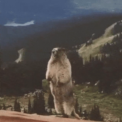 Chipmunk Pavlo GIF