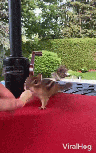 Chipmunk Viralhog GIF