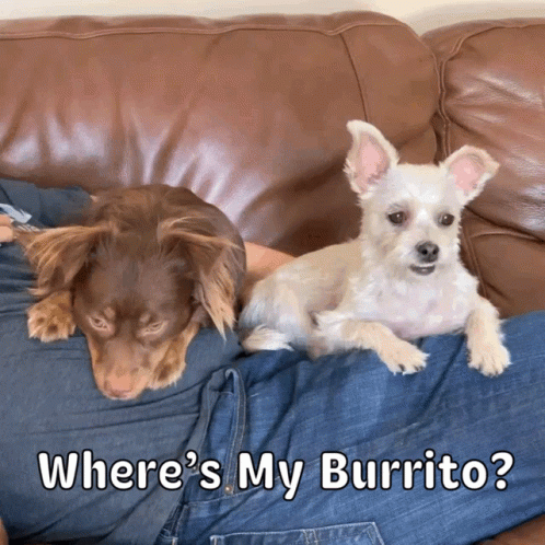 Chipotle Burrito GIF