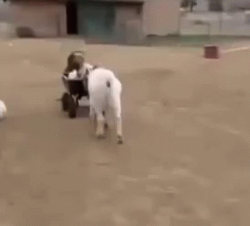 Chivens Driving GIF