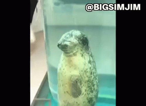 Christian Seal GIF