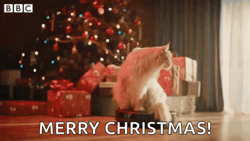 Christmas Cat GIF